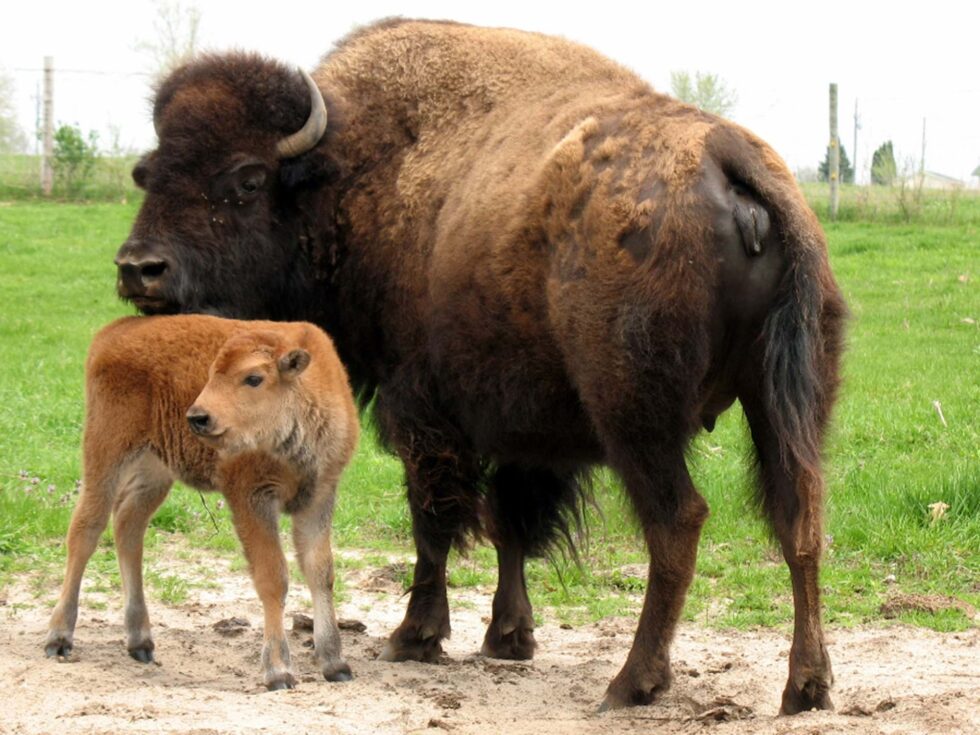 A bison and calf at the Fontana Park animal display
