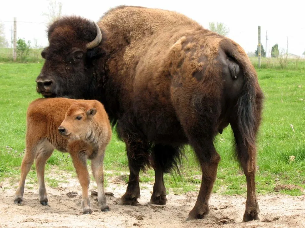A bison and calf at the Fontana Park animal display
